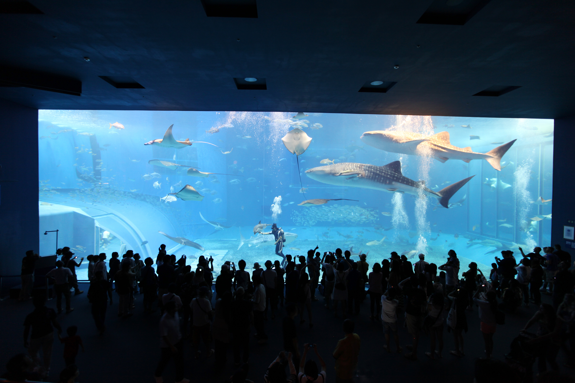沖縄3泊4日！海洋博公園と美ら海水族館を公共交通機関で満喫！最後は那覇も