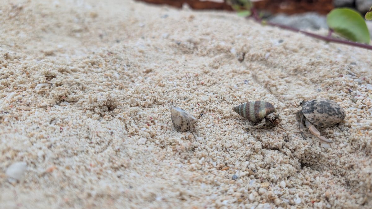 エメラルドビーチの砂浜にいたヤドカリ