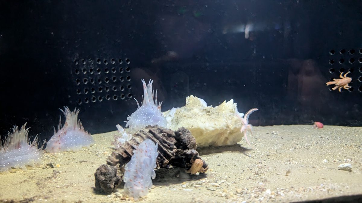 深海生物のコーナー。絵本でしか見たことのない生き物がいました